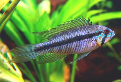 Apistogramma gibbiceps